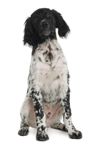 Munsterlander pup, 16 weken oud, zitten in de voorkant van witte achtergrond — Stockfoto