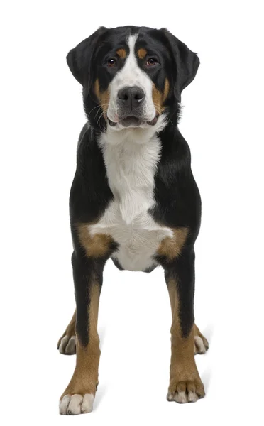Greater Swiss Mountain Dog, 2 years old, standing in front of white background — Stock Photo, Image