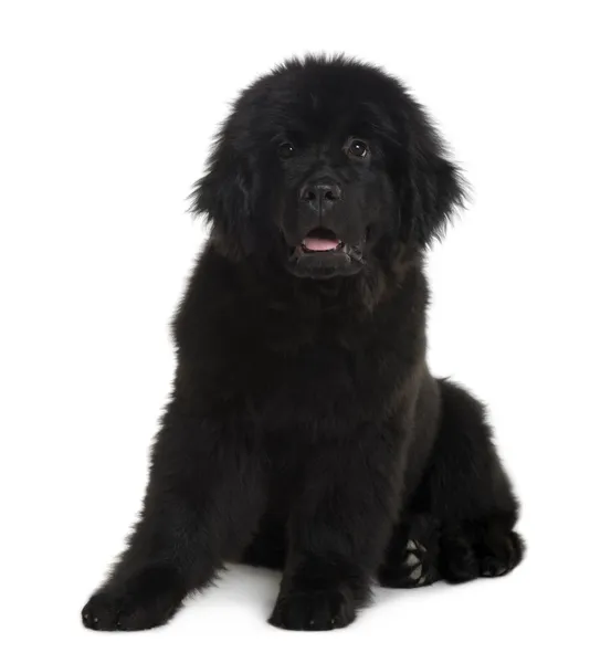 Newfoundland puppy, 4 Months old, sitting in front of white background — Stock Photo, Image