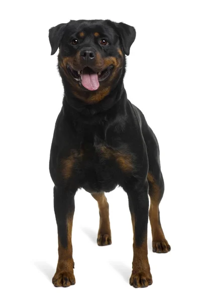 Rottweiler, 2 years old, standing in front of white background — Stock Photo, Image