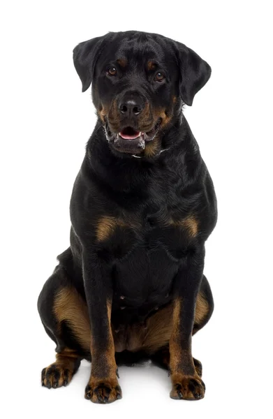 Rottweiler, 2 years old, sitting in front of white background — Stock Photo, Image