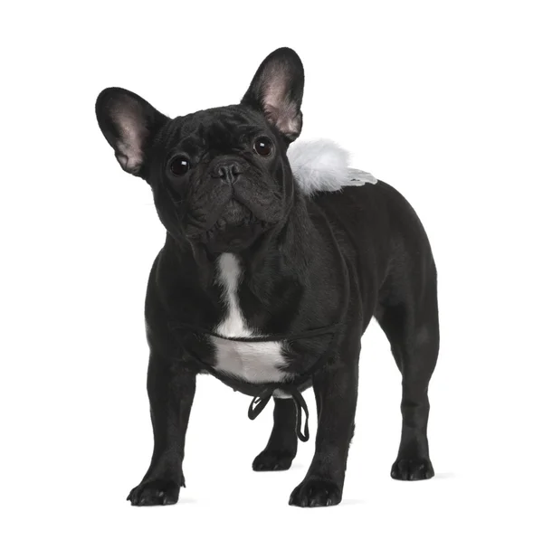 French Bull dog, 1 year old, standing in front of white backgrou — Stock Photo, Image