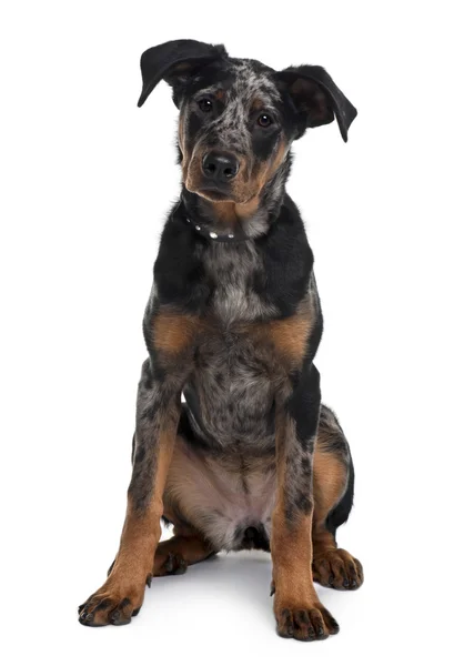 Beauceron dog, 5 months old, sitting in front of white background — Stock Photo, Image