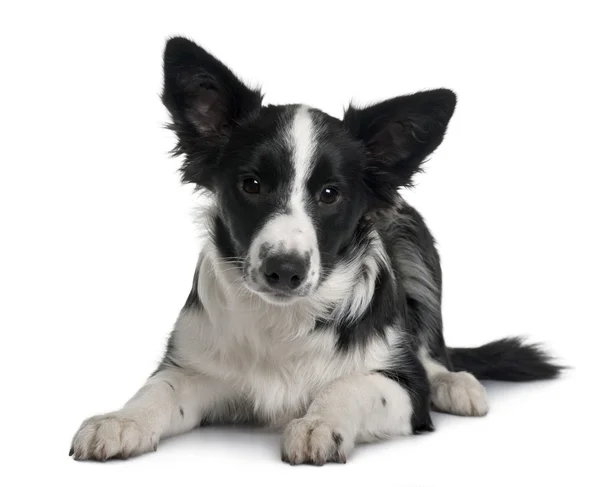 Border collie, 4 months old, sitting in front of white background — Stock Photo, Image