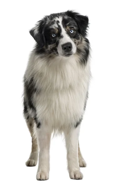 Australian Shepherd dog, 14 Months Old, sitting in front of white background — Stock Photo, Image