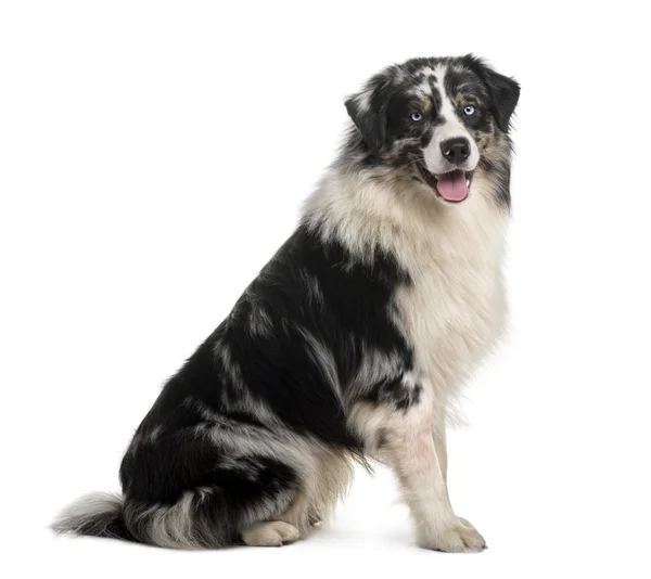 Australian Shepherd dog, 14 Months Old, sitting in front of white background — Stock Photo, Image
