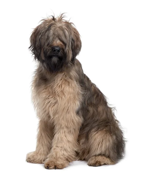 Briard dog, 9 Months Old, sitting in front of white background — Stock Photo, Image