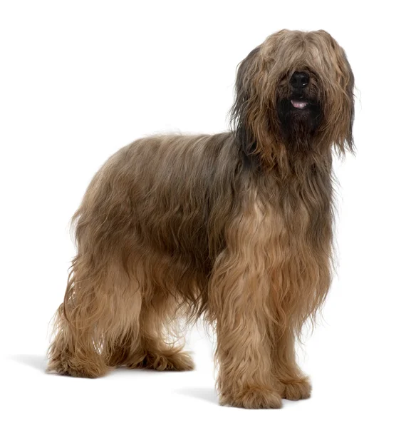 Briard dog, 4 Years Old, standing in front of white background — Stock Photo, Image