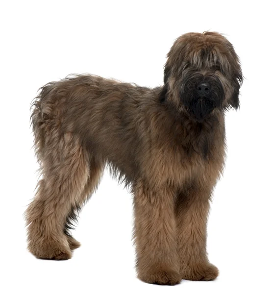Briard, 6 Months Old, standing in front of white background — Stock Photo, Image