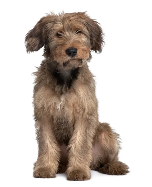 Briard dog, 3 Years Old, sitting in front of white background — Stock Photo, Image