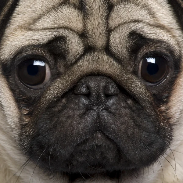 Close-up van pug, 2 jaar oud — Stockfoto