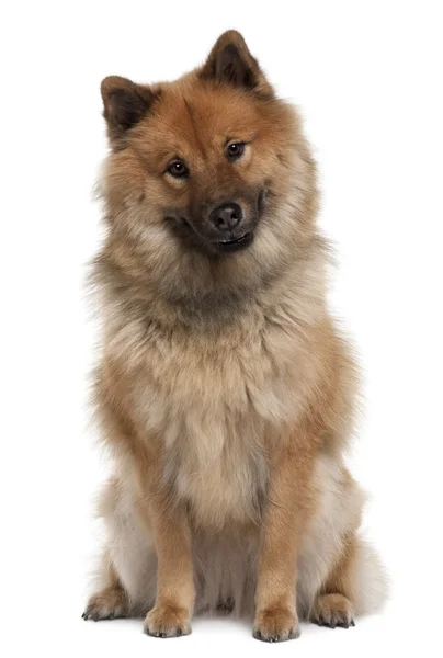 Eurazier Hund, 2 Jahre alt, sitzt vor weißem Hintergrund — Stockfoto