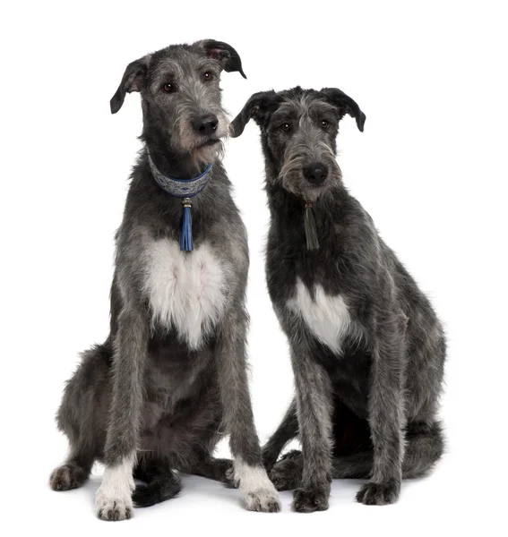 Two Irish Wolfhounds sitting in front of white background — Stock Photo, Image