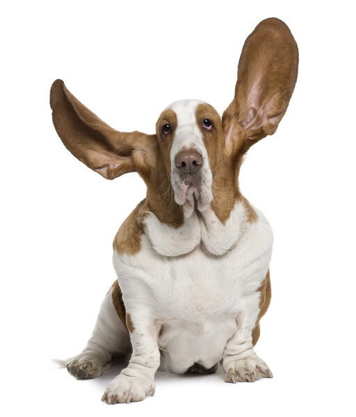 Basset Hound with ears up, 2 years old, sitting in front of white background