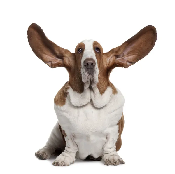 Basset hound uszy do 2 lat, siedząc w tle — Zdjęcie stockowe