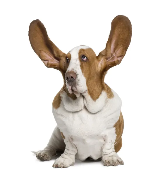 Basset hound med öron upp, 2 år gammal, sitter framför whit — Stockfoto