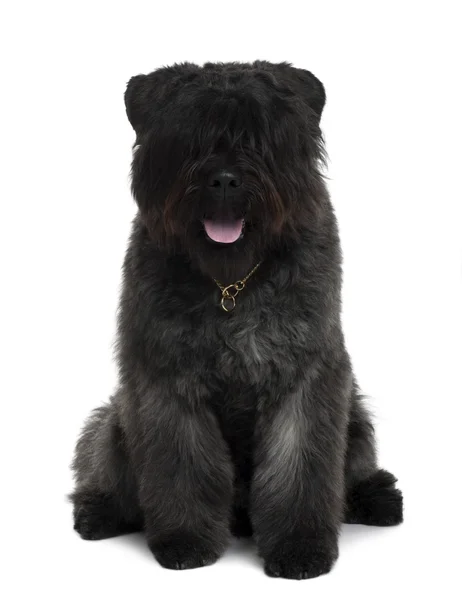 Bouvier des Flandres dog sitting in front of white background — Stock Photo, Image