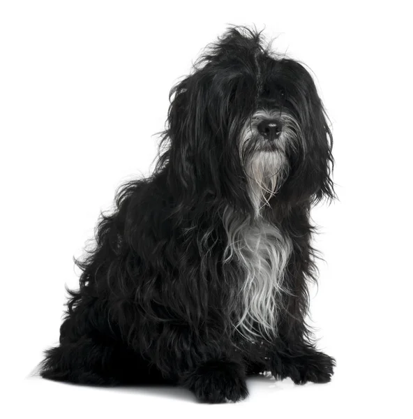 Tibetan terrier, 5 years old, sitting in front of white backgrou — Stock Photo, Image