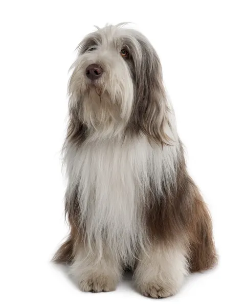 Bearded Collie, 3 years old, sitting in front of white background — стоковое фото