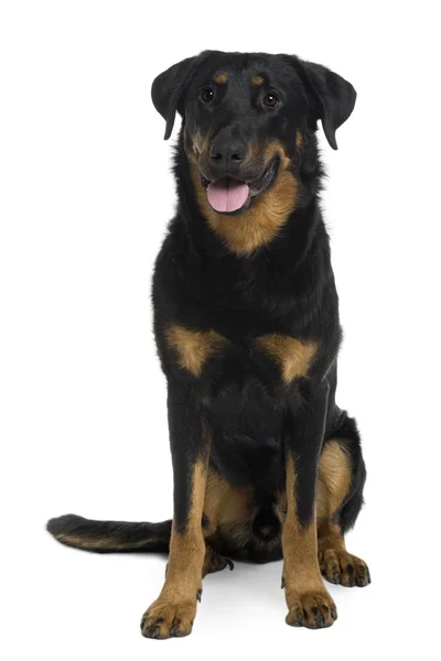 Beauceron sitting and panting in front of a white background — Stock Photo, Image