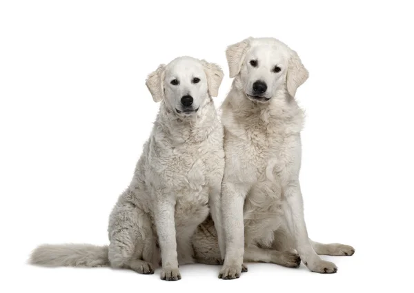 Två kuvasz hundar, 17 månader gammal, sitter framför vit bakgrund — Stockfoto