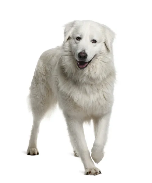 Maremma-Schäferhund, 2 Jahre alt, steht vor weißem Hintergrund — Stockfoto