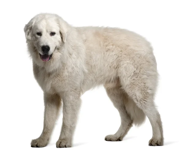Maremma çoban köpeği, 1 yaşında, beyaz arka plan duran — Stok fotoğraf