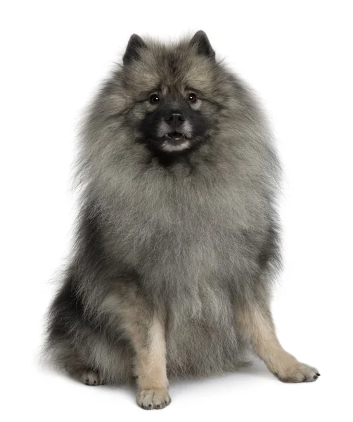 白い背景の前に座ってキースホンド犬犬 — ストック写真