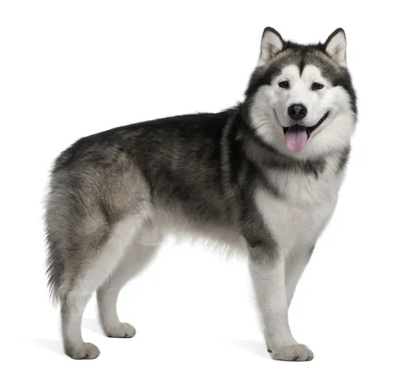 Alaskan malamute, 19 months old, standing in front of white back — Stock Photo, Image