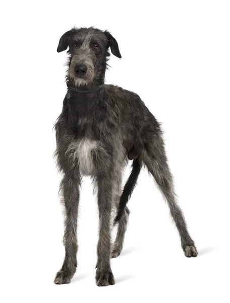 Irish Wolfhound, de pé na frente do fundo branco — Fotografia de Stock