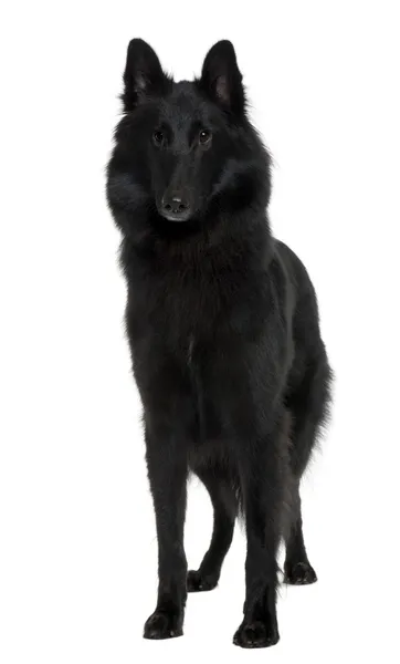 Belgian Shepherd Dog, 1 Year old, standing in front of white bac — Stock Photo, Image