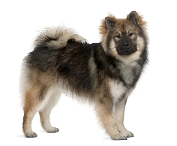 Eurasier dog, 1 Year Old, standing in front of white background — Stock Photo, Image