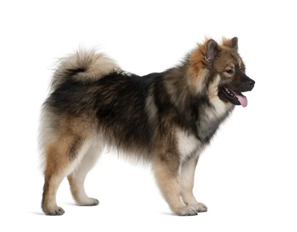 Eurasier dog, 1 Year Old, standing in front of white background — Stock Photo, Image