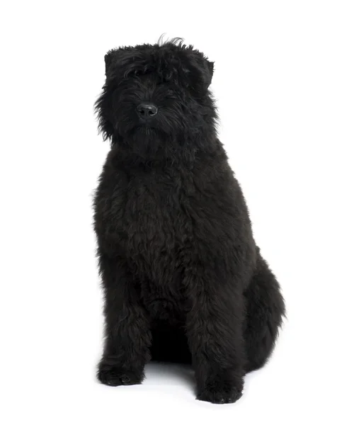Bouvier des Flandres, 5 months old, sitting in front of white ba — Stock Photo, Image