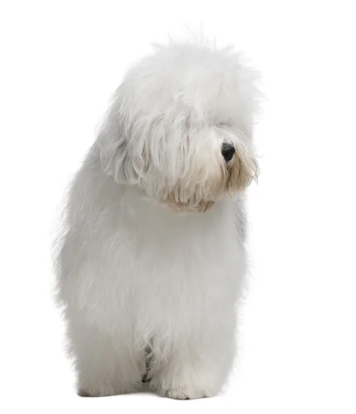 Alter englischer Schäferhund, 3 Jahre alt, steht vor weißem Hintergrund — Stockfoto