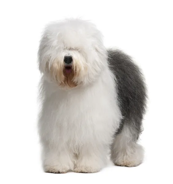 Old english sheepdog, 1 jaar oud, zit op witte achtergrond — Stockfoto