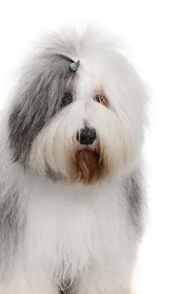 Old English Sheepdog, 1 Year old, sitting in front of white background — Stock Photo, Image