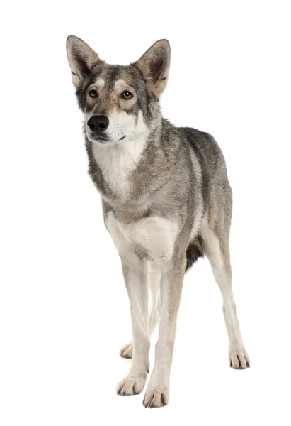 Saarlooswolf 개, 3 세, 흰색 배경 앞에 서 서 — 스톡 사진
