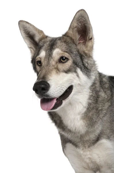 Saarlooswolf cão, 3 anos, de pé na frente do fundo branco — Fotografia de Stock