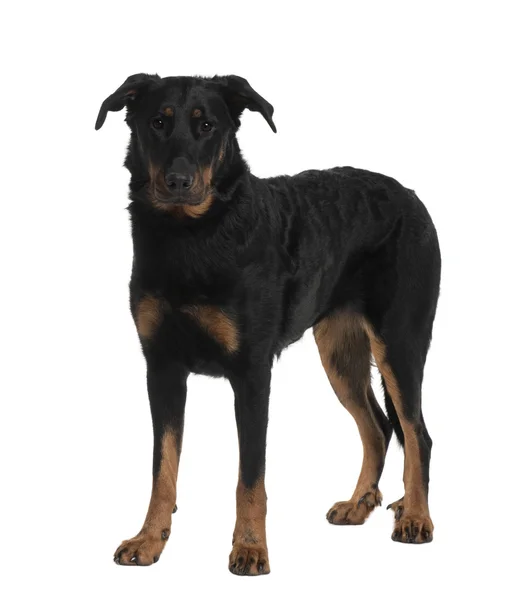 Beauceron, 2 Years old, standing in front of white background — Stock Photo, Image