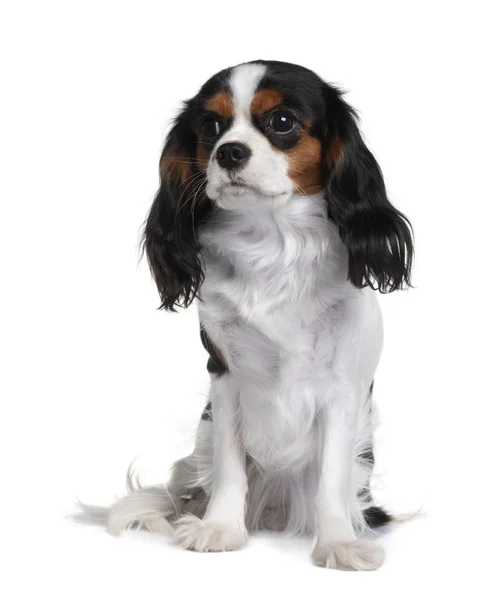 Cavalier King Charles, 9 Months Old, sitting in front of white background — Stock Photo, Image