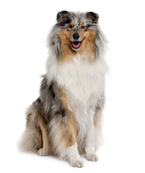 Rough Collie, 18 months old, sitting in front of white background — Stock Photo, Image