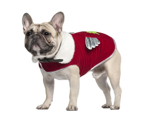 French Bulldog in red outfit, 2 years old, standing in front of white background — стоковое фото
