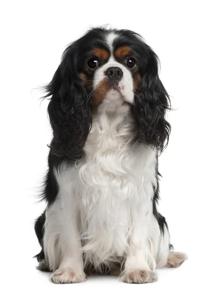 Cavalier King Charles, 2 Years old, sitting in front of white background — Stock Photo, Image