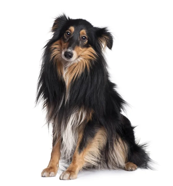 Sheltie dog, 18 months old, sitting in front of white background — Stock Photo, Image