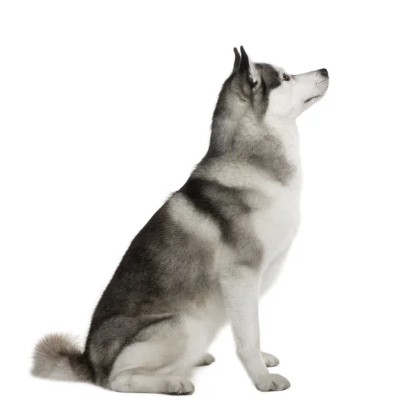 Akita Inu, 3 years old, sitting in front of white background — Stock Photo, Image