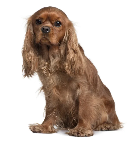 Cavalier King Charles, 18 Months old, sitting in front of white background — Stock Photo, Image