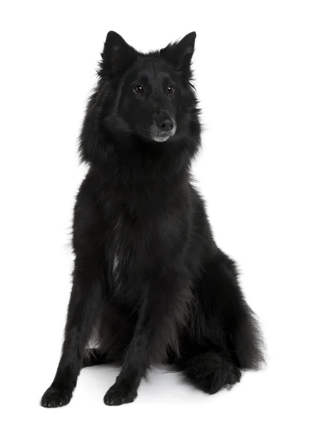 Belgian Shepherd Dog, 2 Years old, sitting in front of white background — Stock Photo, Image