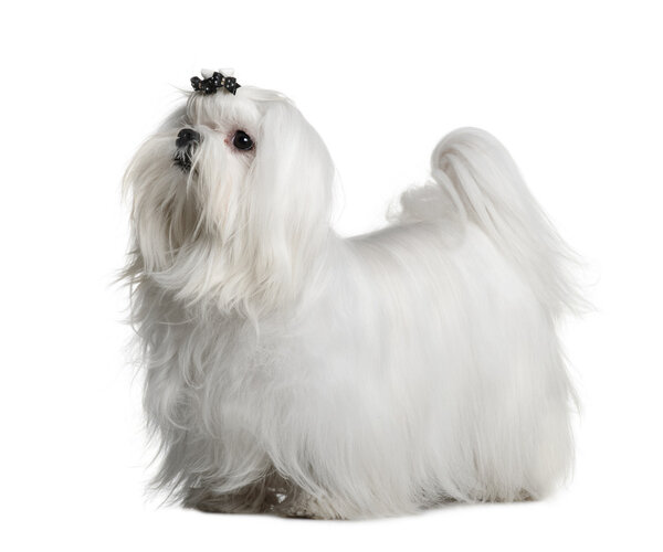Maltese dog, 1 year old, standing in front of white background
