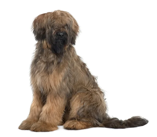 Briard, 9 Months Old, sitting in front of white background — Stock Photo, Image